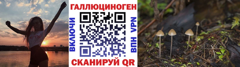 KRAKEN ссылка  Лобня  Псилоцибиновые грибы Cubensis 